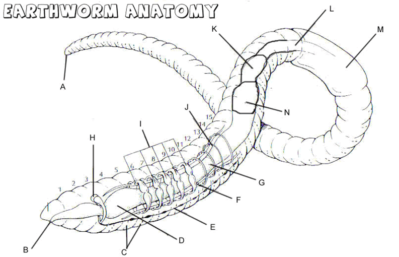 Earthworm Anatomy Labeling