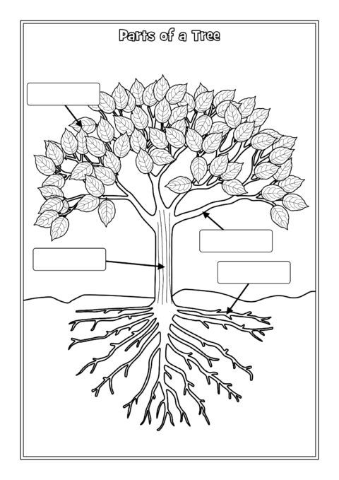 Parts Of A Tree Labelling Worksheets (sb12381)