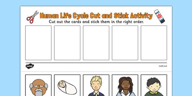 Human Life Cycle Cut And Stick Activity