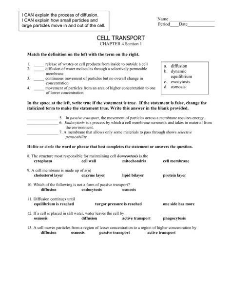 Cellular Transport And The Cell Cycle Worksheet