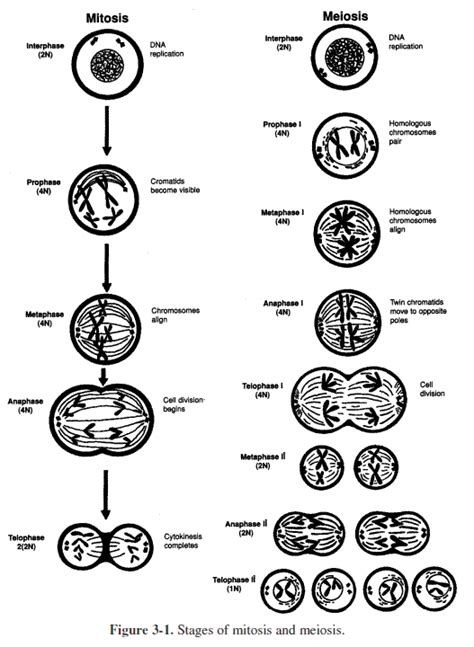 Image Result For Meiosis Stages Worksheet