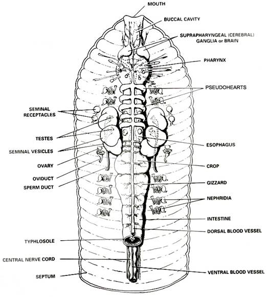 Earthworm Anatomy And Dissection Guide