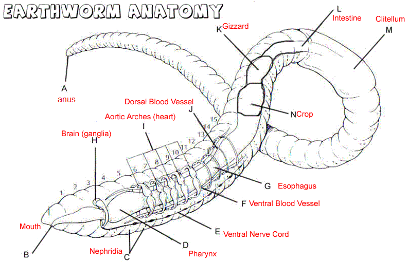 Earthworm Labeling Answer Key