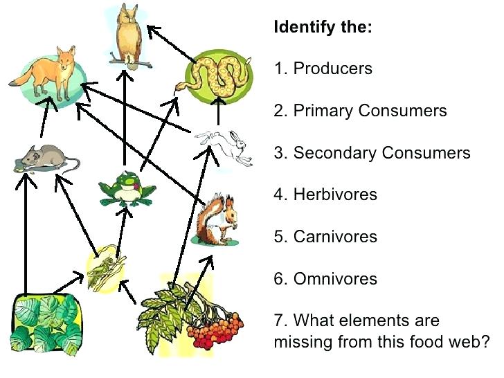 Ecosystem Worksheets Ecosystem Worksheets For Grade Library