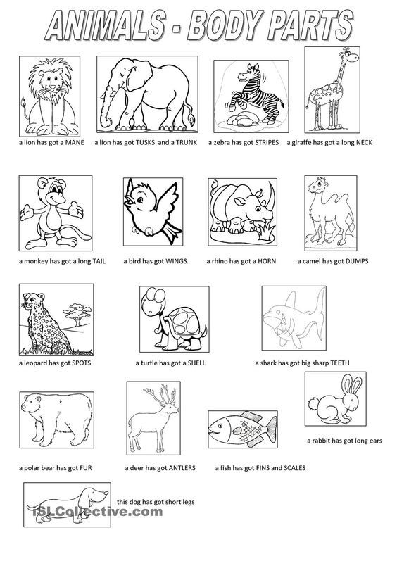 Animals Body Parts