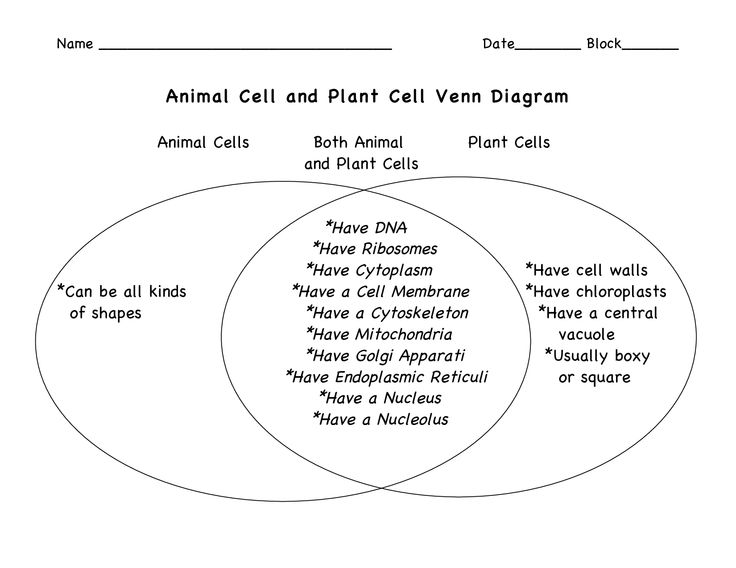 Plant Animal Cell Venn Diagram Worksheet