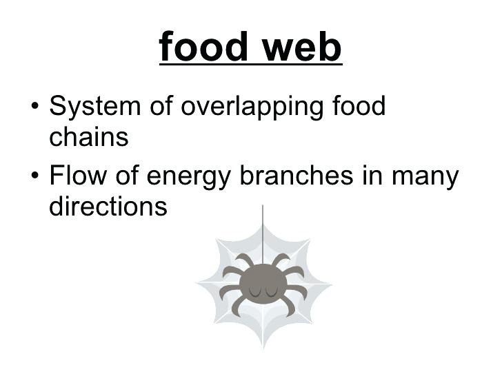 Grade Ch 3 Lesson 2 How Does Energy Flow In Ecosystems Ecosystem