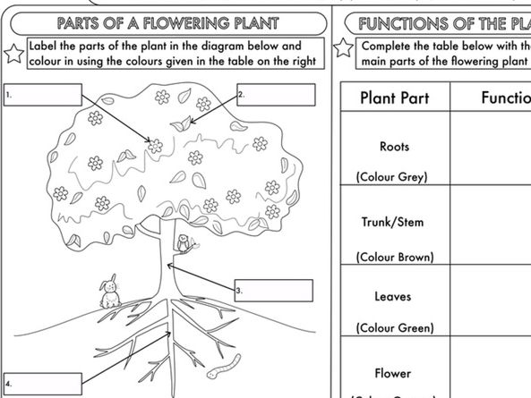 Year 3 Science Parts Of A Plant Worksheet By Beckystoke | Free ...