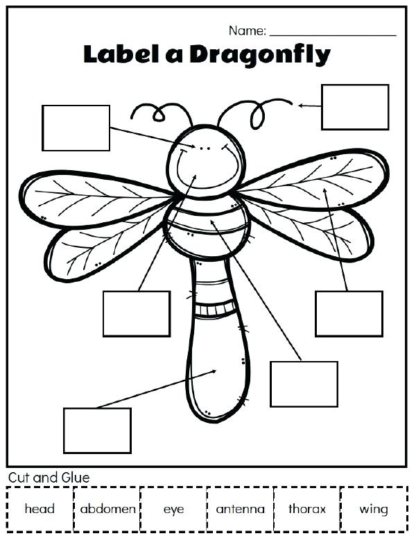 Insect Printables Insect Unit Study Use These Fun Printable