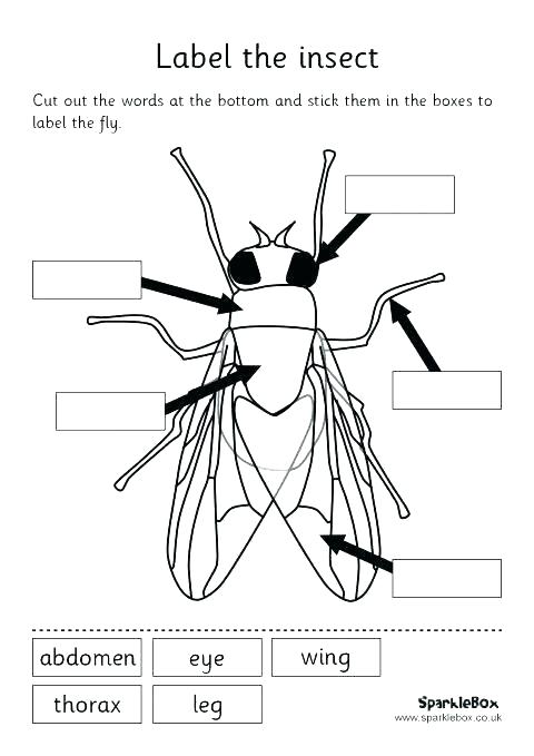 Insect Worksheets For First Grade Bug Insects 2 Crossword Old