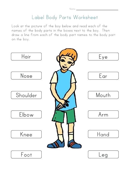 Kindergarten Body Worksheets Human Body Parts Worksheets