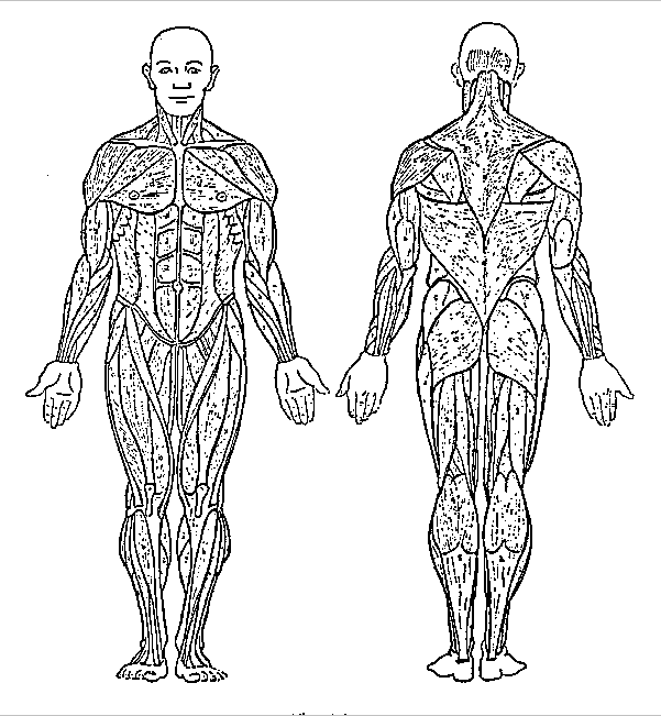 Muscular System Coloring Pages