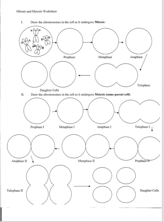 Solved  Draw The Chromosomes In The Cell As It Undergoes M