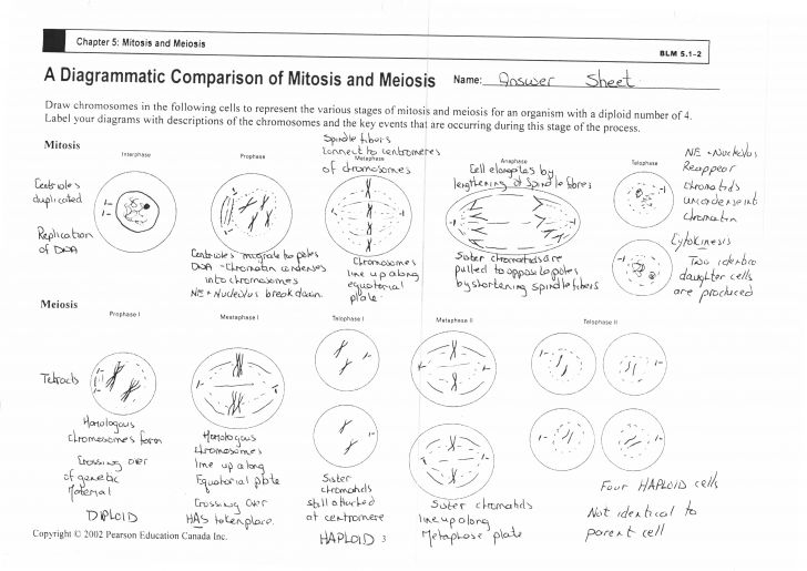 Comparing Mitosis And Meiosis Worksheet Key