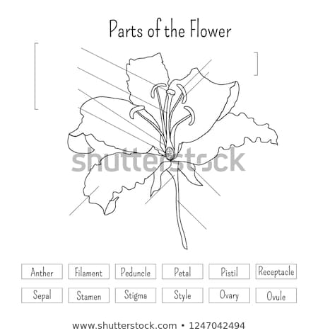 Parts Flower Worksheet Black White Lily Stock Vector (royalty Free