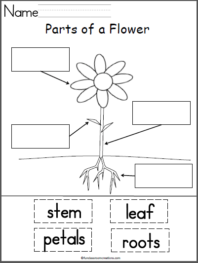 Parts Of A Flower