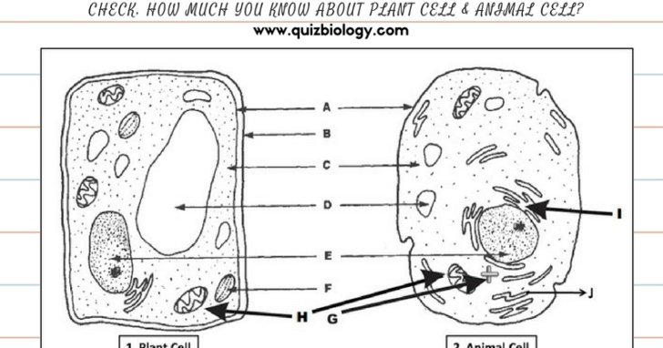 Plant And Animal Cell Diagram Worksheet