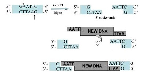 Restriction Enzymes  How Is Dna Manipulated