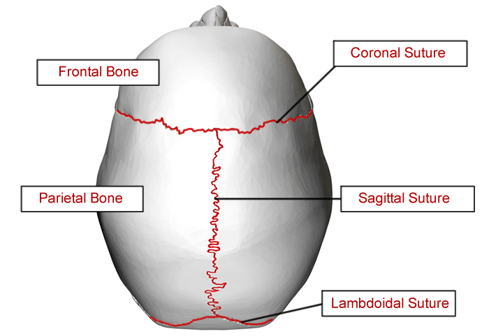 Skull Labeling