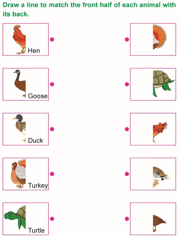 Grade 1 Science Lesson 4 Body Parts Of Animals