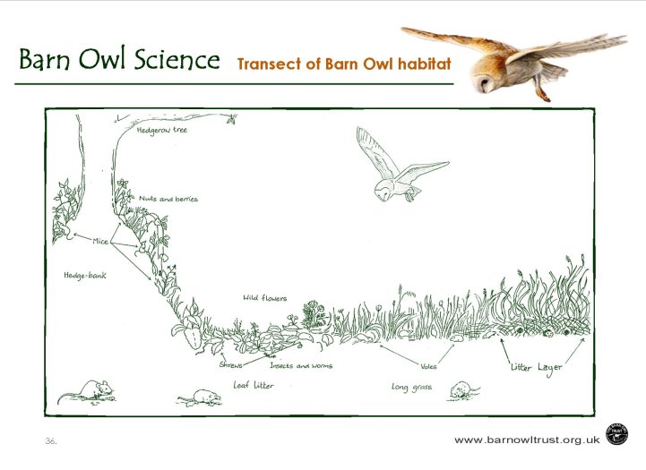 Barn Owl Conservation  Science Educational Resources