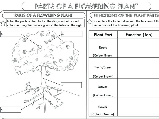 Science Worksheets For Grade 3 Science Worksheet Plants Grade 3