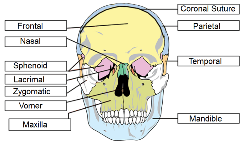 Skull Labeling