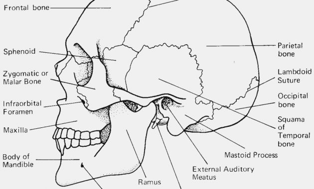 Seven Ways Skull Labeling Worksheet