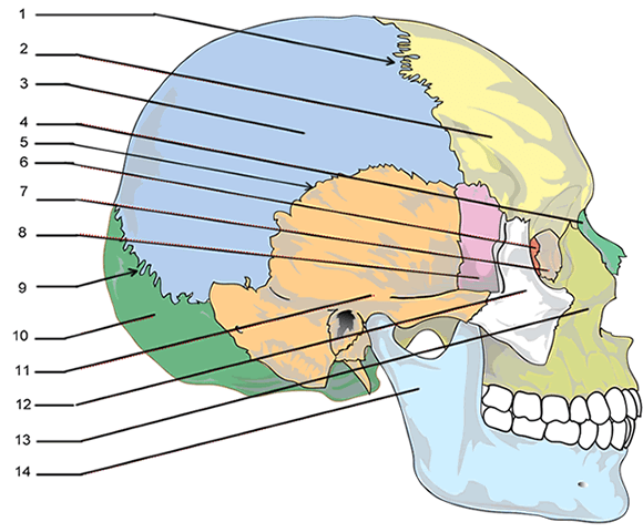 Skull Labeling