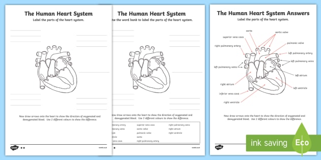 The Human Heart Cardiovascular System Labelling Worksheet   Worksheet