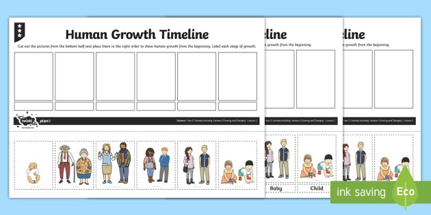 Human Growth Timeline Worksheet   Worksheet