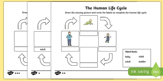 Human Life Cycle Worksheet   Worksheet, Worksheet