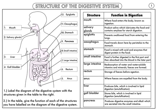 Gcse Biology  Digestion Topic Resource Pack Updated