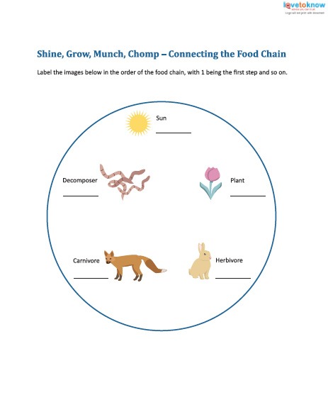 Food Chain Lesson And Worksheet