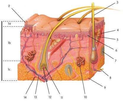 Skin Layer Diagram Worksheet