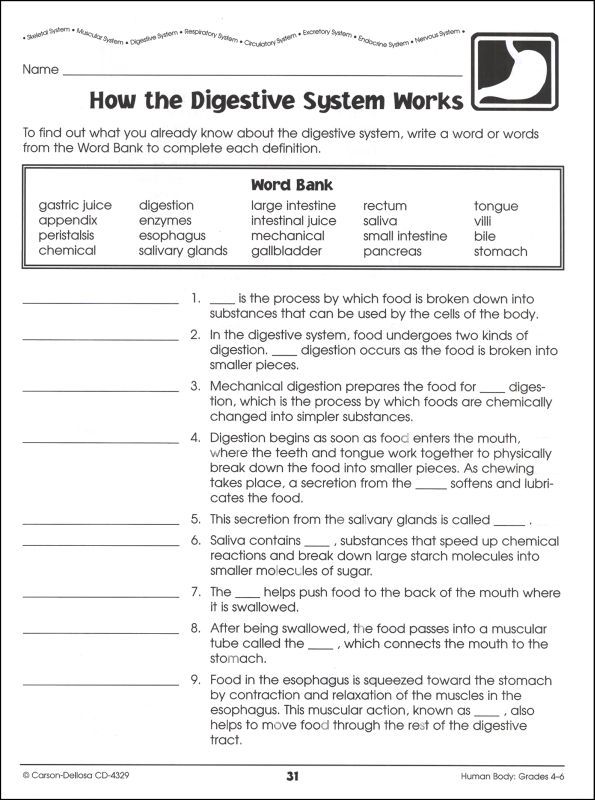 Your Digestive System And How It Works Worksheet Answer Key