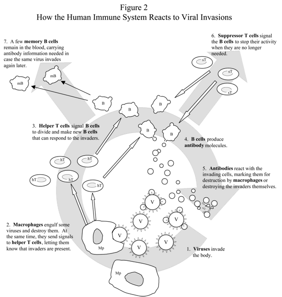 Immune System For Kids Worksheets Human Immune System Reacts