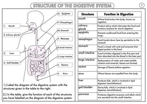 Gcse Biology  Digestion Topic Resource Pack Updated