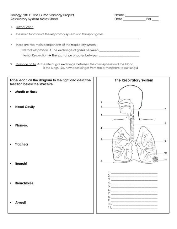 Human Respiratory System Worksheet  â¦