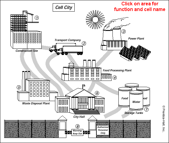 Cell City Diagram Answers