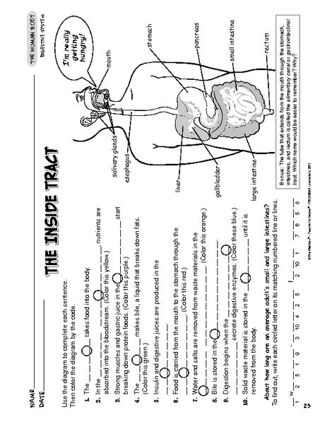 Digestive System Worksheet 3rd 4th 5th Grade