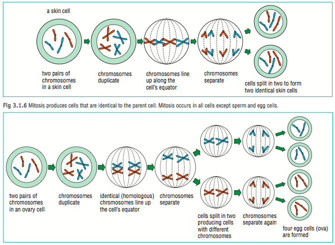 Test 4  Cell Cycle