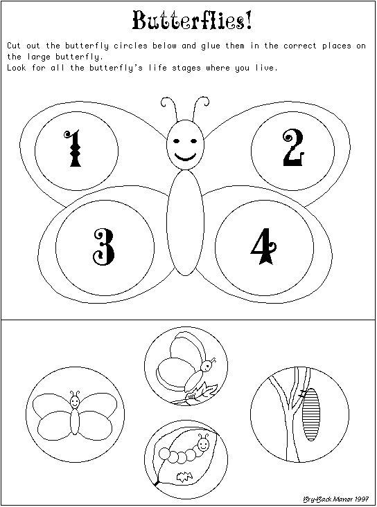 Butterfly Life Cycle