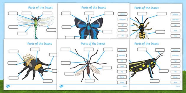Parts Of An Insect Labelling Worksheets