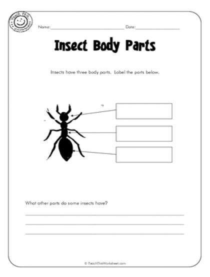 Insect Body Parts Worksheet