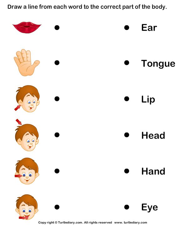 Download And Print Turtle Diary's Pictures Of Body Parts Worksheet