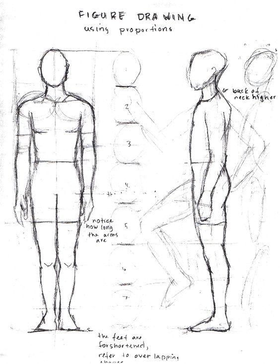 Figure Drawing Proportions Worksheet