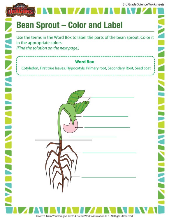 Bean Sprout â Color And Label View â Worksheet 3rd Grade â Sod