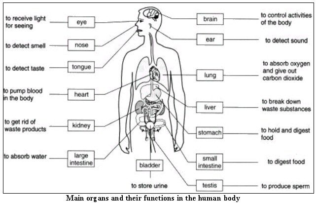 Free Internal Organs Worksheet