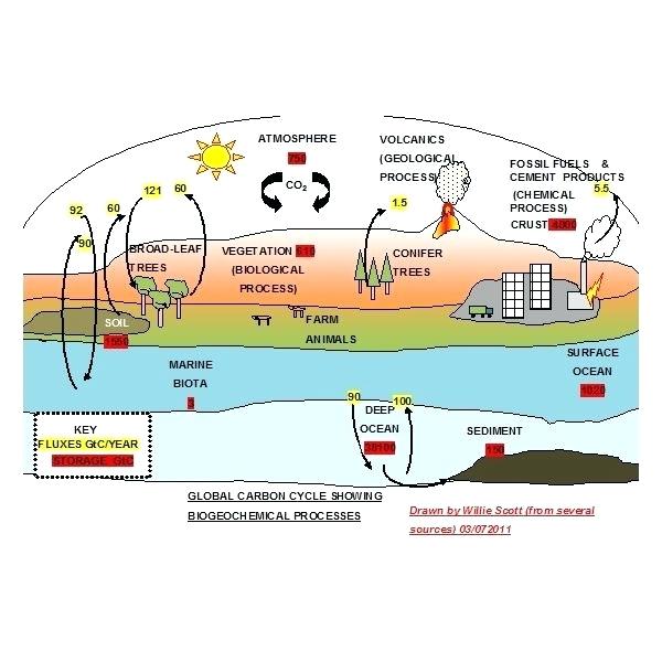 Carbon Cycle Worksheets â Myclothdiapers Info